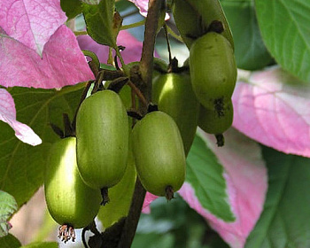 Актинидия Коломикта "Доктор Шимановский" (самоплодная)