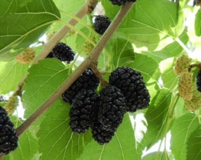 Шелковица штамбовая (шаровидная) "Смуглянка"