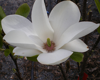 Магнолия "Альба Суперба"