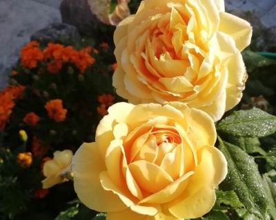 Пионовидная Роза «Голден Селебрейшен» 