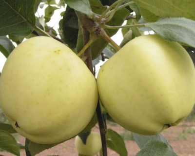 Яблоня "Папировка"