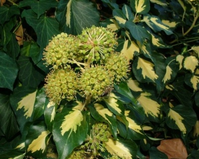 Плющ обыкновенный "Голдхарт"