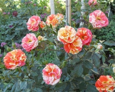 Роза Флорибунда «Оранджес энд Лемонс» 