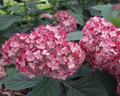 Гортензия древовидная "Белла Анна" (Bella Anna)
