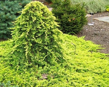 Можжевельник горизонтальный "Голден Карпет" (штамбовая форма)