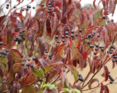 Дерен красный "Вариегата" (Variegata)