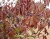 Дерен красный "Вариегата" (Variegata)