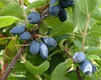 Жимолость "Морена крупноплодная"