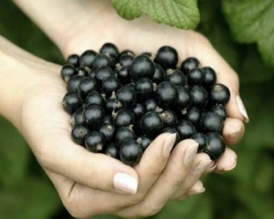 Смородина "Изюмная"