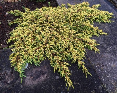 Можжевельник обыкновенный "Голдшатц"