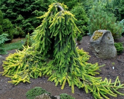 Ель обыкновенная "Голд Дрифт"