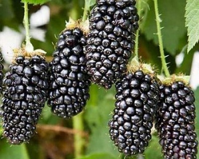 Ежевика "Блэк Бьют"