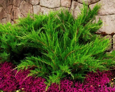 Можжевельник средний "Минт Джулеп"