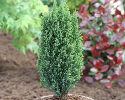 Кипарисовик Лавсона "Элвуди"