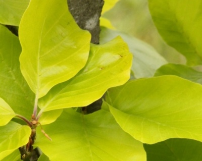 Бук лесной "Дэвик Голд"