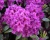 Рододендрон "Азурро"