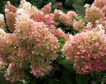 Гортензия метельчатая "Фантом" (Phantom)