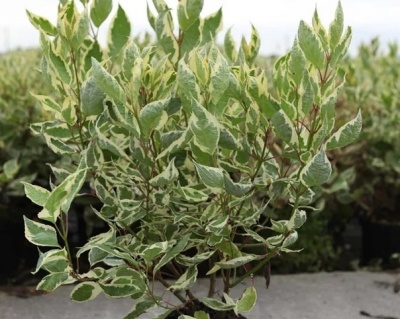 Дерен белый "Крим Крекер" (Cream Cracker)