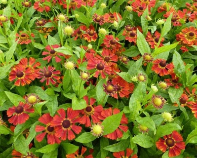 Гелениум "Дункль Прахт"