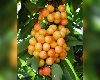 Черешня колоновидная "Янтарная"