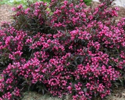 Вейгела цветущая "Purpurea"