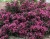 Вейгела цветущая "Purpurea"