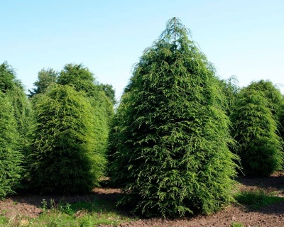 Тсуга канадская