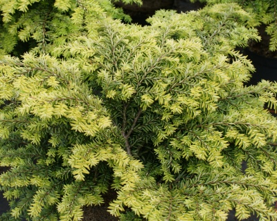 Тсуга канадская "Нана"