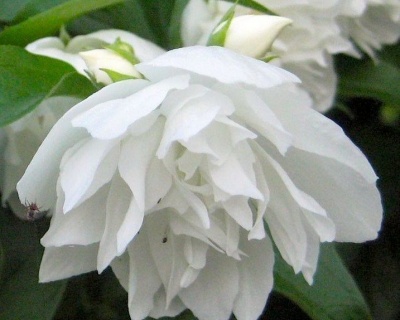 Чубушник "Жемчуг"