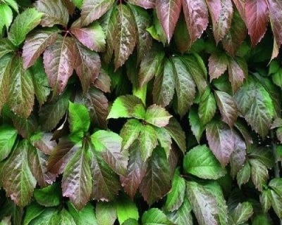 Виноград девичий пятилисточковый "Троки"(P-9)