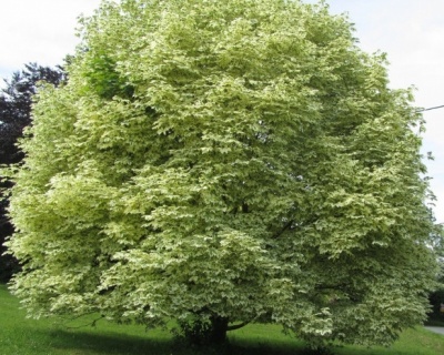 Клен остролистный "Друммонди"