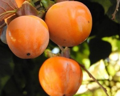 Хурма "Джон Рик"