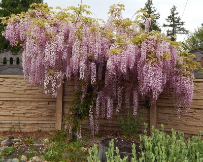 Глициния обильноцветущая "Хонбени"