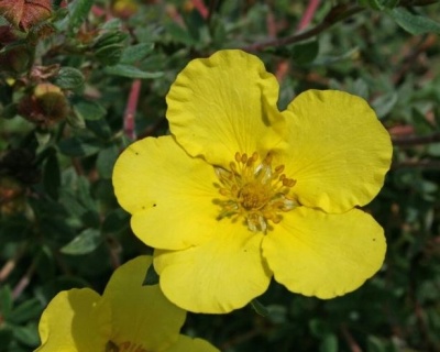 Лапчатка "Элизабет" (Elizabeth)