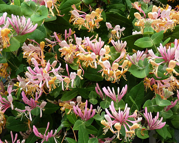 Жимолость каприфоль "Инга" (P-9)