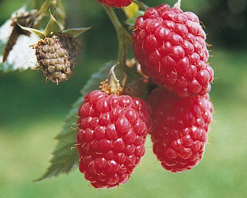 Малина "Мираж"