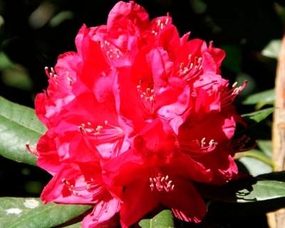 Рододендрон "Америка"