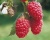 Комплект саженцев Летней малины 