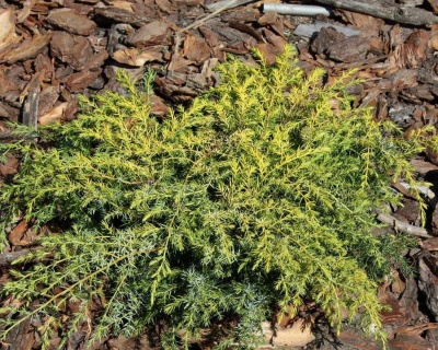 Можжевельник обыкновенный "Депресса Ауреа"