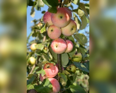 Яблоня колоновидная "Триумф"