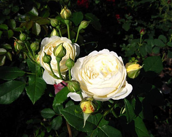 Пионовидная Роза «Клер Остин» 