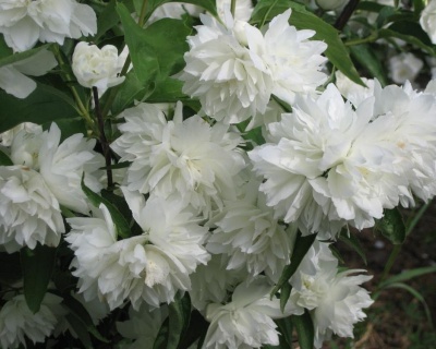 Чубушник "Жемчуг"