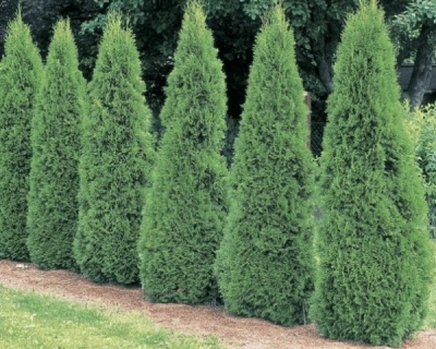 Можжевельник обыкновенный "Хиберника"