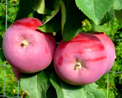 Яблоня колоновидная "Червонец"