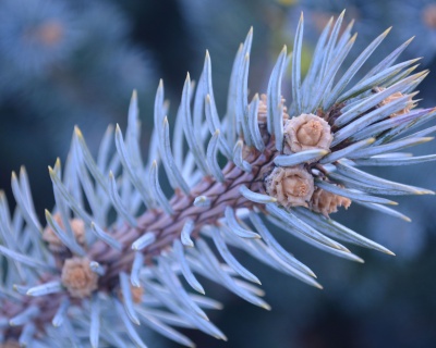 Ель колючая "Хото"