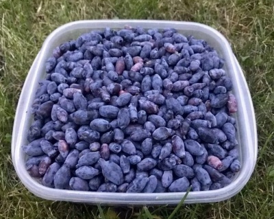 Жимолость "Черничка"