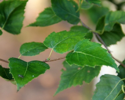 Береза бородавчатая "Фастигиата"