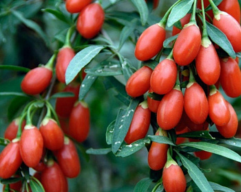 Ягода Годжи «Нью Биг»