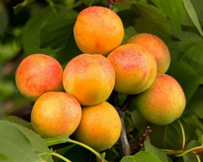 Абрикос "Память Говорухина"