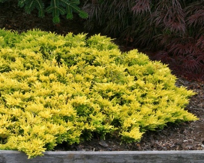 Можжевельник горизонтальный "Голден Карпет"